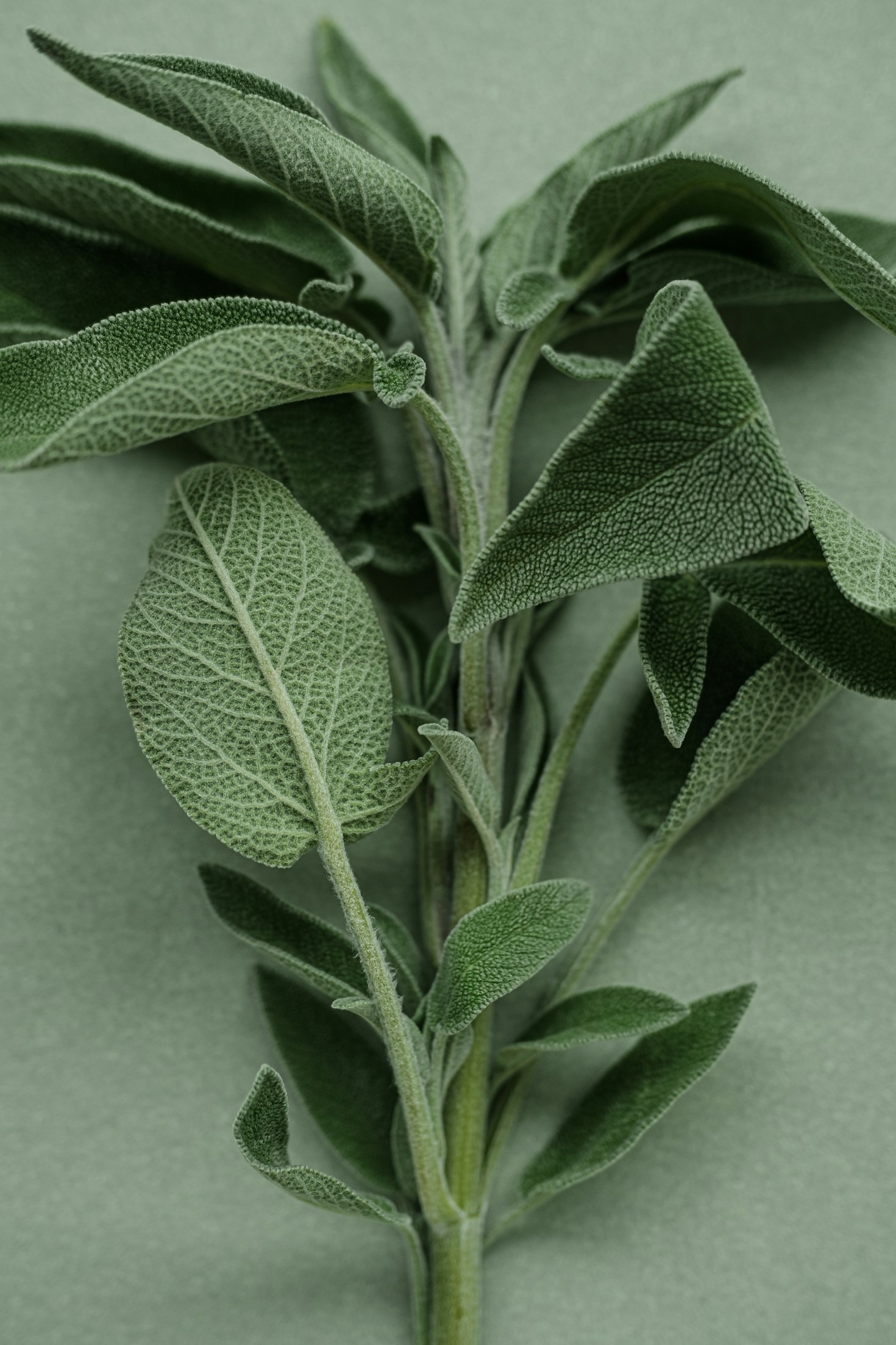 Conexão profunda com os ciclos da natureza